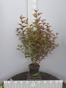 Physocarpus opulif. 'Diabolo' 80-100 cm cont. 5,0L - afbeelding 5