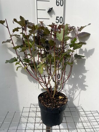 Physocarpus opulif. 'Diabolo' geen maat specificatie cont. 3,0L - afbeelding 4