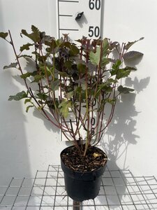 Physocarpus opulif. 'Diabolo' geen maat specificatie cont. 3,0L - afbeelding 4
