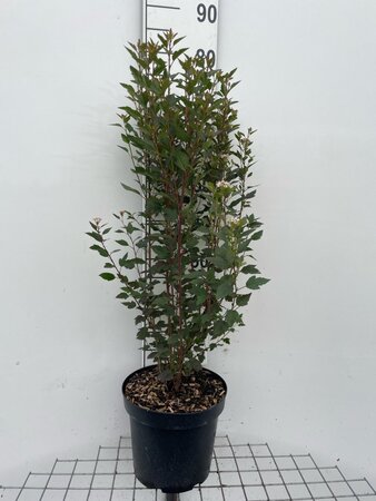 Physocarpus opulif. Little Joker geen maat specificatie cont. 7,5L - afbeelding 2