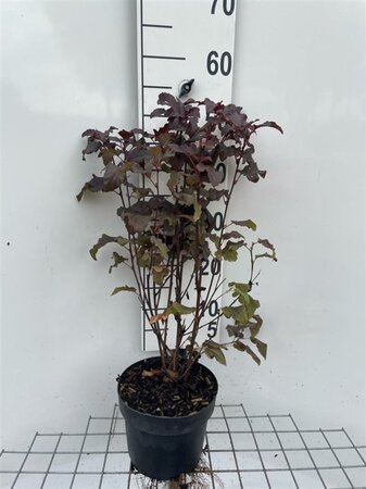 Physocarpus opulif. Lady in Red 40-50 cm cont. 3,0L