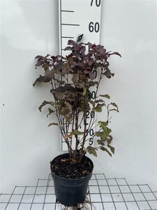 Physocarpus opulif. Lady in Red 40-50 cm cont. 3,0L