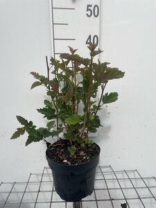 Physocarpus opulif. 'Red Baron' geen maat specificatie cont. 3,0L - afbeelding 1