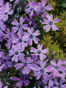Phlox (S) 'Purple Beauty' geen maat specificatie 0,55L/P9cm