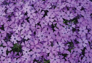 Phlox (S) 'Purple Beauty' geen maat specificatie 0,55L/P9cm - afbeelding 7