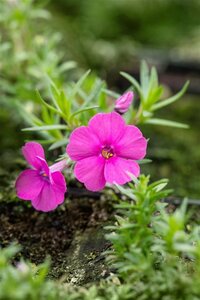 Phlox (D) 'Red Admiral' geen maat specificatie 0,55L/P9cm - afbeelding 1