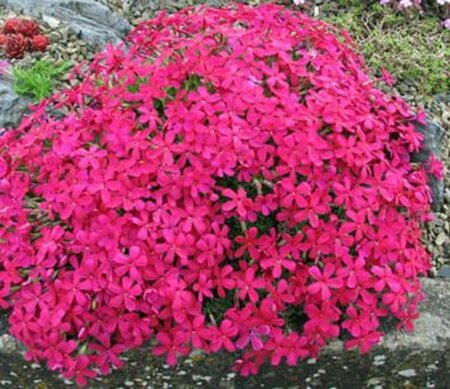 Phlox (D) 'Red Admiral' geen maat specificatie 0,55L/P9cm - afbeelding 3