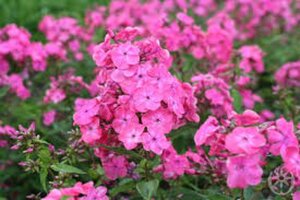 Phlox (P) 'Rijnstroom' geen maat specificatie 0,55L/P9cm - afbeelding 2
