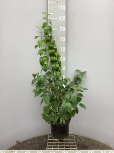 Philadelphus 'Virginal' 60-80 cm cont. 5,0L