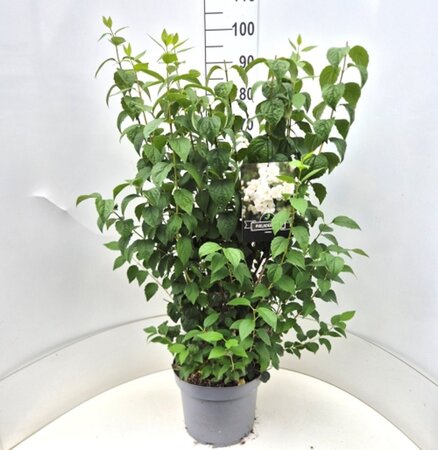 Philadelphus 'Virginal' 80-100 cm cont. 10L - afbeelding 4