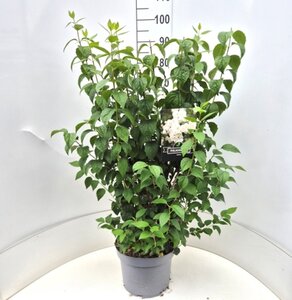 Philadelphus 'Virginal' 80-100 cm cont. 10L - afbeelding 4