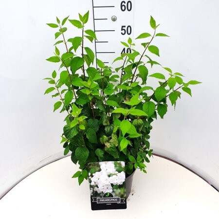 Philadelphus 'Virginal' 80-100 cm cont. 10L - afbeelding 5