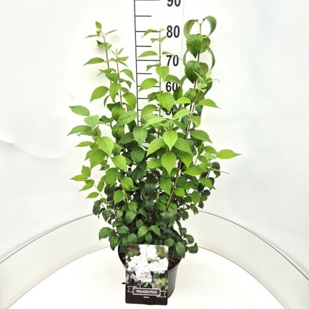 Philadelphus 'Virginal' 80-100 cm cont. 10L - afbeelding 6