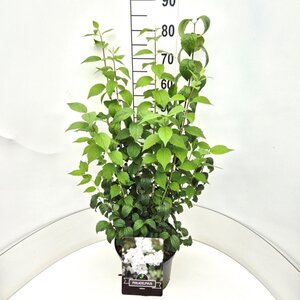 Philadelphus 'Virginal' 80-100 cm cont. 10L - afbeelding 6
