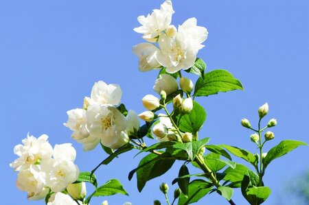 Philadelphus 'Virginal' 80-100 cm cont. 10L - afbeelding 2