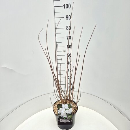 Philadelphus 'Virginal' 80-100 cm cont. 10L - afbeelding 7