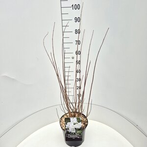 Philadelphus 'Virginal' 80-100 cm cont. 10L - afbeelding 7