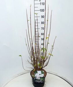 Philadelphus 'Virginal' 80-100 cm cont. 10L - afbeelding 8