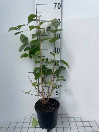 Philadelphus 'Virginal' geen maat specificatie cont. 3,0L - afbeelding 1