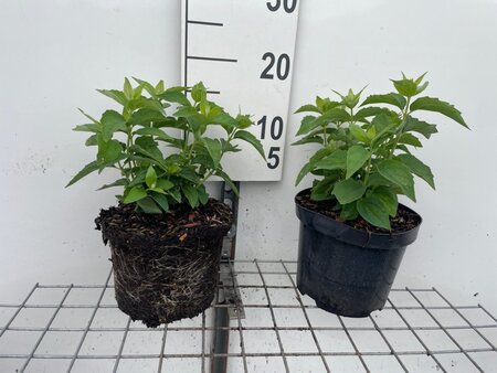 Philadelphus 'Virginal' geen maat specificatie cont. 3,0L - afbeelding 2