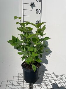 Philadelphus 'Virginal' geen maat specificatie cont. 3,0L - afbeelding 3