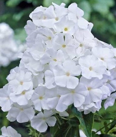 Phlox (P) 'White Admiral' geen maat specificatie 0,55L/P9cm - afbeelding 6
