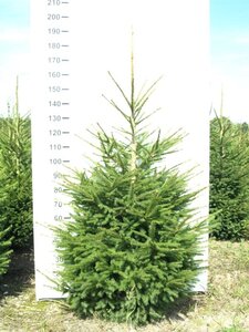 Picea abies = kerstboom 125-150 cm met kluit - afbeelding 4