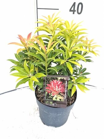 Pieris 'Forest Flame' 30-40 cm cont. 5,0L - afbeelding 1
