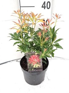 Pieris 'Forest Flame' 30-40 cm cont. 5,0L - afbeelding 3