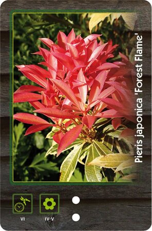Pieris 'Forest Flame' 30-40 cm cont. 5,0L - afbeelding 2