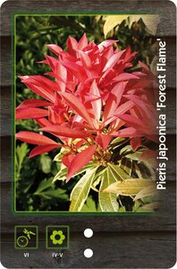 Pieris 'Forest Flame' 30-40 cm cont. 5,0L - afbeelding 2