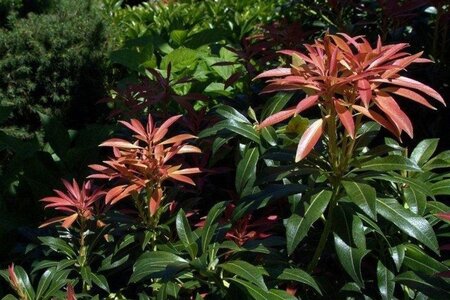 Pieris 'Forest Flame' 40-50 cm cont. 3,0L - afbeelding 1