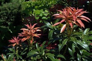 Pieris 'Forest Flame' 50-60 cm cont. 3,0L - afbeelding 1