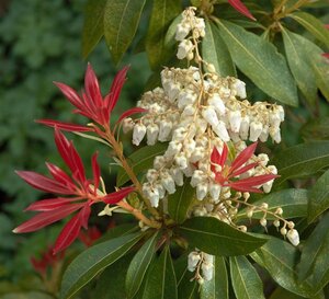 Pieris 'Forest Flame' 50-60 cm cont. 3,0L - afbeelding 2