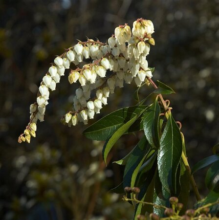 Pieris 'Forest Flame' 80-100 cm cont. 10L - afbeelding 3