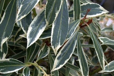 Pieris 'Flaming Silver' 30-40 cm cont. 3,0L - afbeelding 1