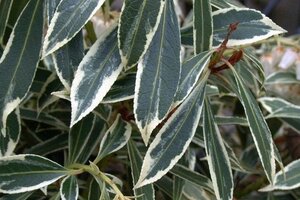 Pieris 'Flaming Silver' 30-40 cm cont. 3,0L - afbeelding 1