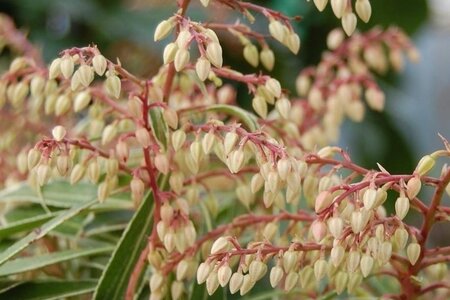 Pieris 'Flaming Silver' 30-40 cm cont. 3,0L - afbeelding 2