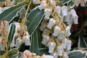 Pieris 'Flaming Silver' 30-40 cm cont. 3,0L - afbeelding 4