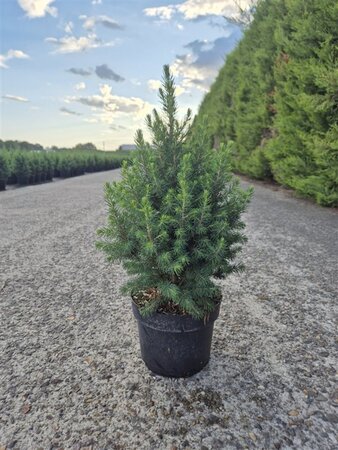 Picea gl. 'Conica' 30-40 cm cont. 3,0L - afbeelding 4