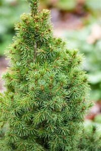 Picea gl. 'Conica' 30-40 cm cont. 3,0L - afbeelding 1