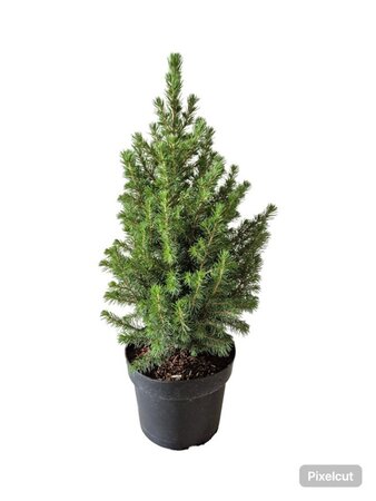 Picea gl. 'Conica' 30-40 cm cont. 3,0L - afbeelding 6