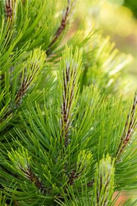 Pinus heldreichii 'Compact Gem' 30-40 cm cont. 7,5L