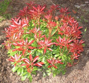 Pieris japonica 25-30 cm cont. 3,0L
