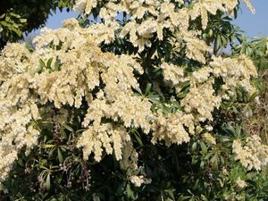 Pieris jap. 'Debutante' 25-30 cm cont. 3,0L
