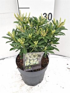 Pieris jap. 'Debutante' 30-40 cm cont. 5,0L - afbeelding 1