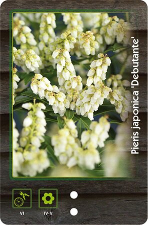 Pieris jap. 'Debutante' 30-40 cm cont. 5,0L - afbeelding 2