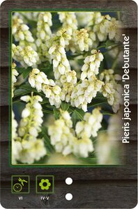 Pieris jap. 'Debutante' 30-40 cm cont. 5,0L - afbeelding 2