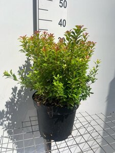 Pieris jap. 'Little Heath Green' geen maat specificatie cont. 7,5L