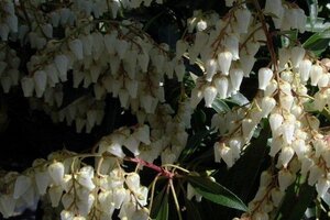 Pieris jap. 'Red Mill' 25-30 cm cont. 3,0L